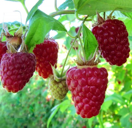 малина бриллиантовая