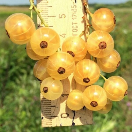 9fb9b78f-a342-11eb-93b3-005056c00008-2