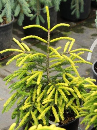 993eb0ec-d02b-11f0-891e-246e9611e8f6-1