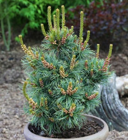 98fbe8c6-c2b3-11ef-8915-246e9611e8f5-1