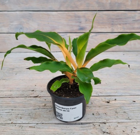 Снимок экрана_26-1-2026_15429_rassadacvetov.ru