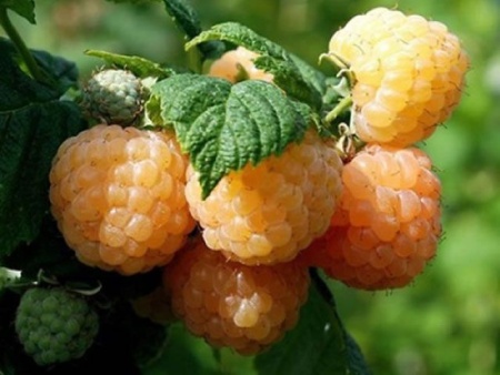 fd72e1bc-25db-11f0-8918-246e9611e8f6-1