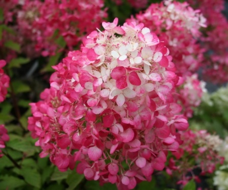 8e6b78a2-df3a-11ed-97e3-001e673ebdea-1