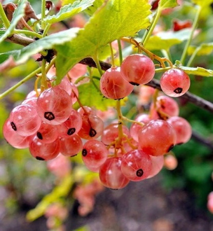 630769c6-f095-11ed-88b6-001e673ebdea-1