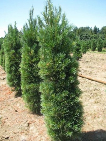 ccfeaa53-d505-11f0-891e-246e9611e8f6-1