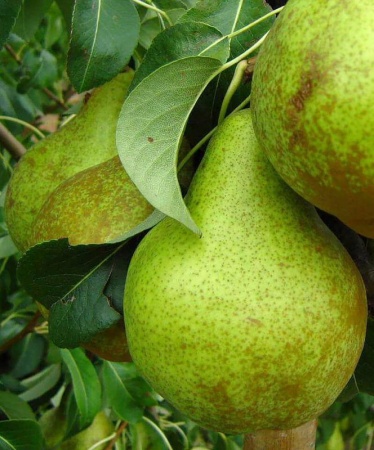 51ae1933-cc0a-11ef-8915-246e9611e8f5-1