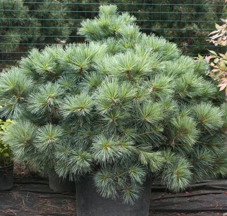 24e4391d-70cf-11ed-be6f-001e673ebdea-1