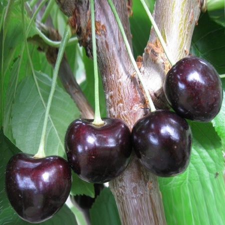 черешня ленинградская