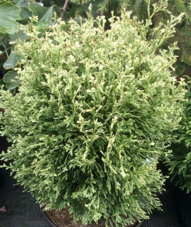 26e04f2b-c367-11ef-8915-246e9611e8f5-1