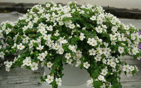 13016b28-db16-11e5-a9f8-001e673ebdea-2