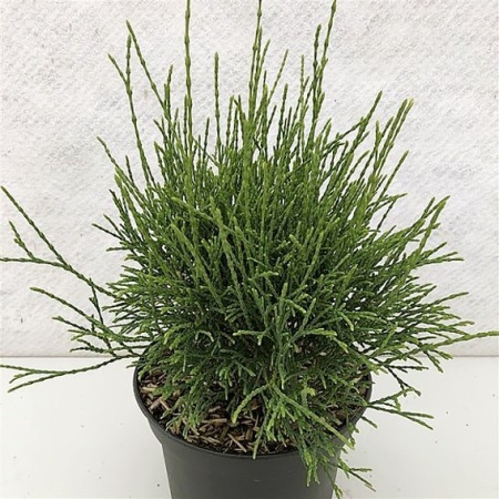 9b9d2323-d410-11ef-8915-246e9611e8f5-1