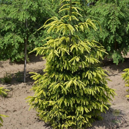 19c298de-d027-11f0-891e-246e9611e8f6-1