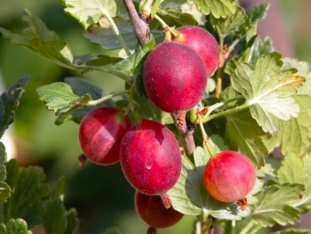 c8cdc32e-bad8-11f0-891d-246e9611e8f7-1