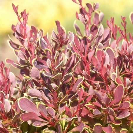 f8b52911-ceb5-11f0-891e-246e9611e8f6-1