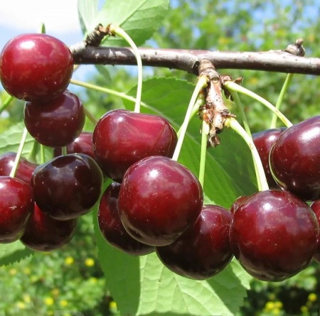 f7b4a014-cc0b-11ef-8915-246e9611e8f5-1