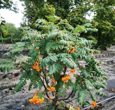 9cdf715c-baed-11f0-891d-246e9611e8f7-1