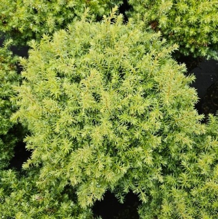 66106d66-3d82-11e8-8910-005056c00008-1