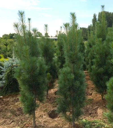 870a1344-d50b-11f0-891e-246e9611e8f6-1