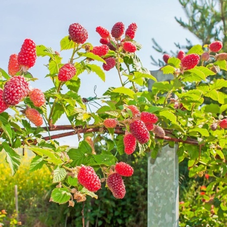 малина сказка