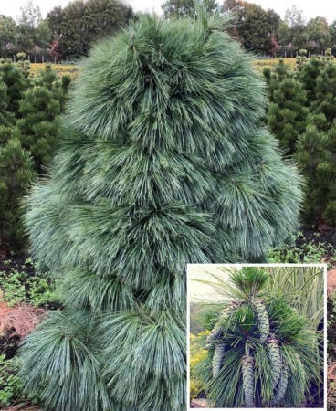 4dc161c9-c28c-11ef-8915-246e9611e8f5-1