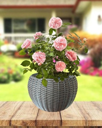 36122914-da79-11f0-891e-246e9611e8f6-1