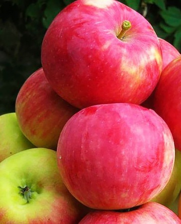 61264319-cc09-11ef-8915-246e9611e8f5-1