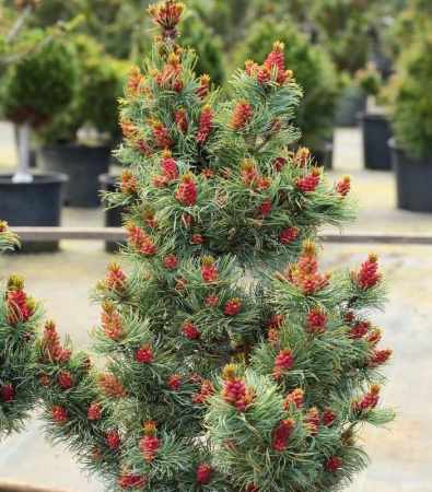 98fbe8c6-c2b3-11ef-8915-246e9611e8f5-1