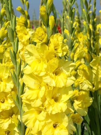 7d939215-2ed4-11e0-9fb4-00500454e615-1