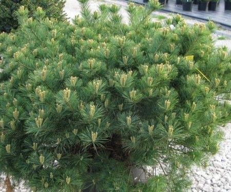 61dd3b5e-c359-11ef-8915-246e9611e8f5-1