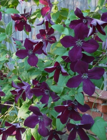 51785923-fff0-11ef-8915-246e9611e8f5-1