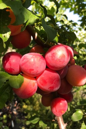 434aa791-cc07-11ef-8915-246e9611e8f5-1