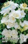 75a6ec32-88a5-11e2-8ea8-00500454e615-1