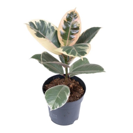 7ea3d223-7e04-11ee-ae0a-001e673ebdea-1