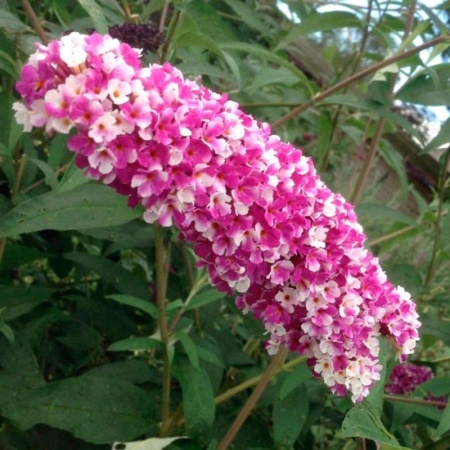 5bb3877b-d01e-11f0-891e-246e9611e8f6-1