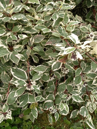 bec26504-4f0e-11ef-8910-246e9611e8f6-1