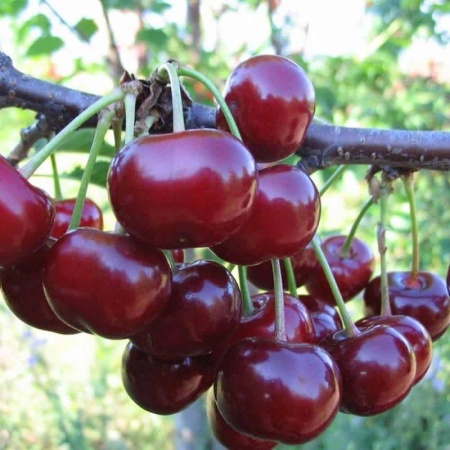 ff423e0f-be44-11f0-891d-246e9611e8f7-1