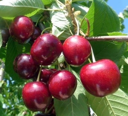 fe7b6664-bec0-11f0-891d-246e9611e8f7-1