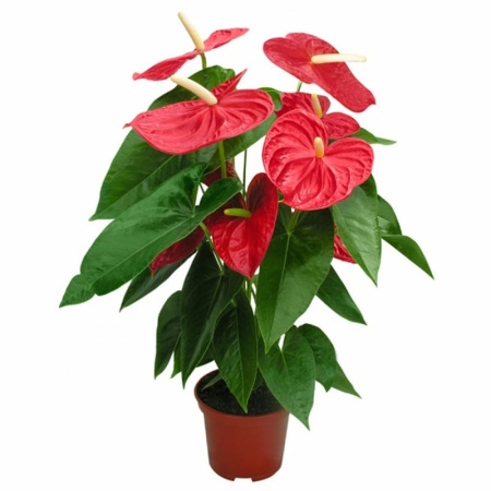 ccbac569-7e0f-11ee-ae0a-001e673ebdea-1