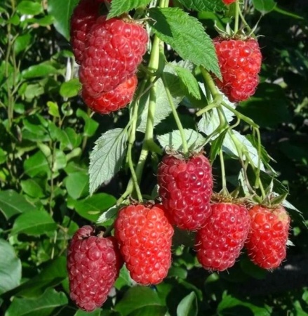 малина красная гвардия