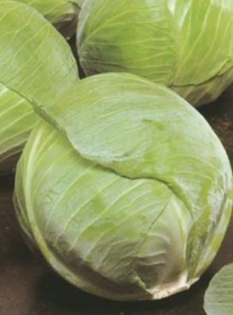 a74e369a-dcea-11dd-9138-00500454e615-2