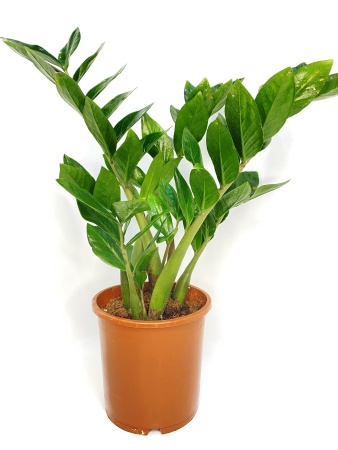 eae758ec-d227-11ee-890a-246e9611e8f5-2