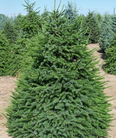 97db887b-c121-11ef-8915-246e9611e8f5-1