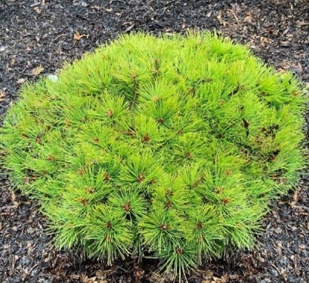 71e89a3b-c293-11ef-8915-246e9611e8f5-1