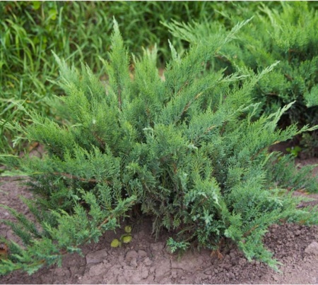 2f7c9e5e-f33b-11e5-9ba7-001e673ebdea-1