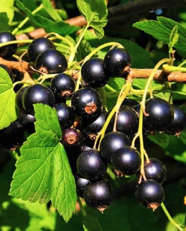 d1cb157a-d547-11ed-97e3-001e673ebdea-1