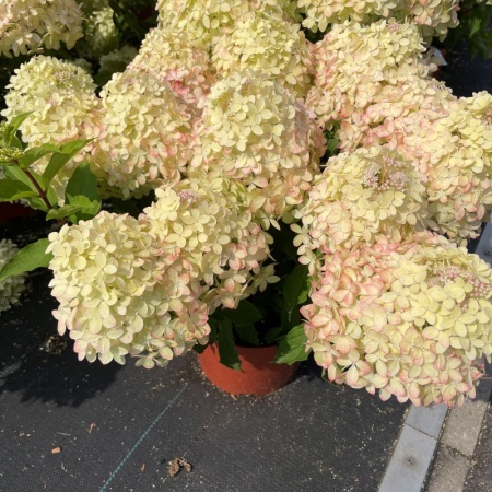 8f0157ee-3d12-11ef-8910-246e9611e8f6-1