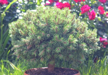 d1a1e9d7-c2a6-11ef-8915-246e9611e8f5-1