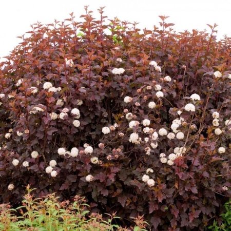 55dfcae0-a340-11eb-93b3-005056c00008-1