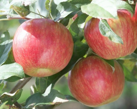 3d95185d-cc12-11ef-8915-246e9611e8f5-1