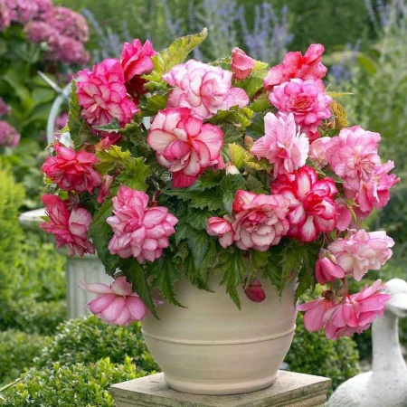 c66294d6-679b-11ed-bd4c-001e673ebdea-1